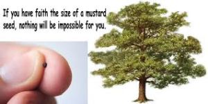 mustard seed